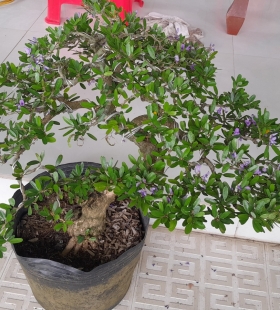 Bonsai linh sam thành phẩm