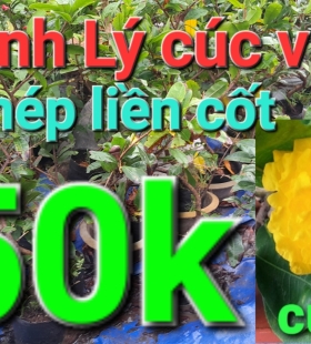 Cúc vip 50k