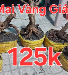 Phôi mai vàng 