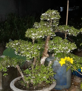 MAI CHIẾU THỦY BONSAI